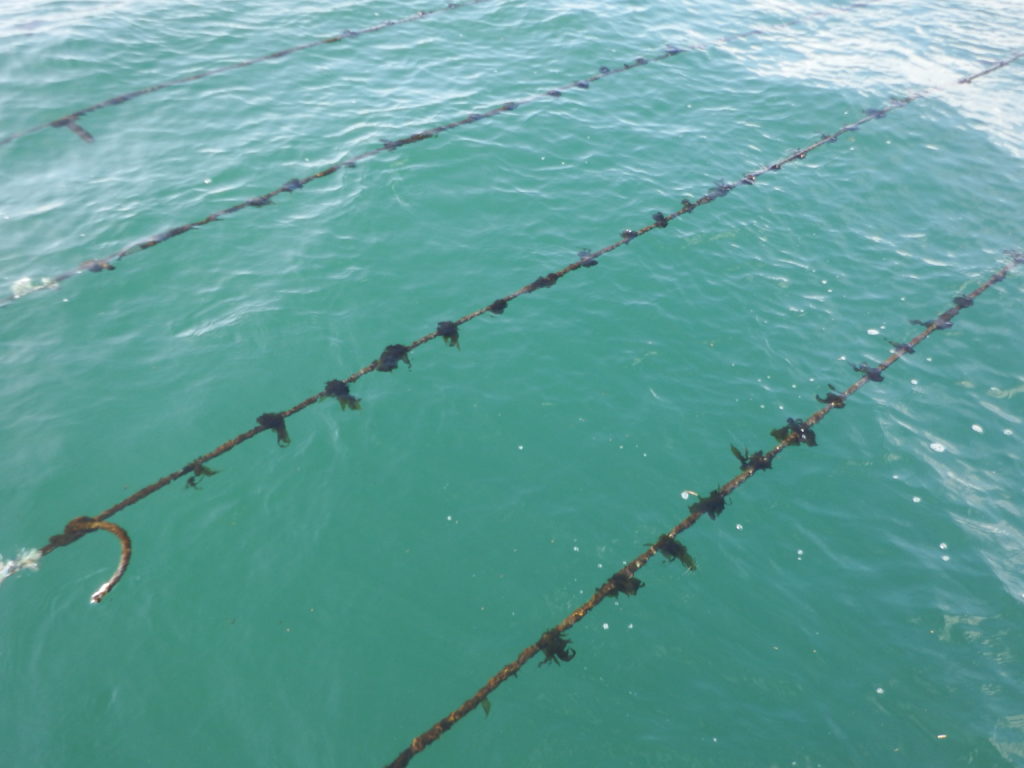 海マルレポート ワカメの養殖体験 種付け編 収穫体験 Longpark 海のマルシェ